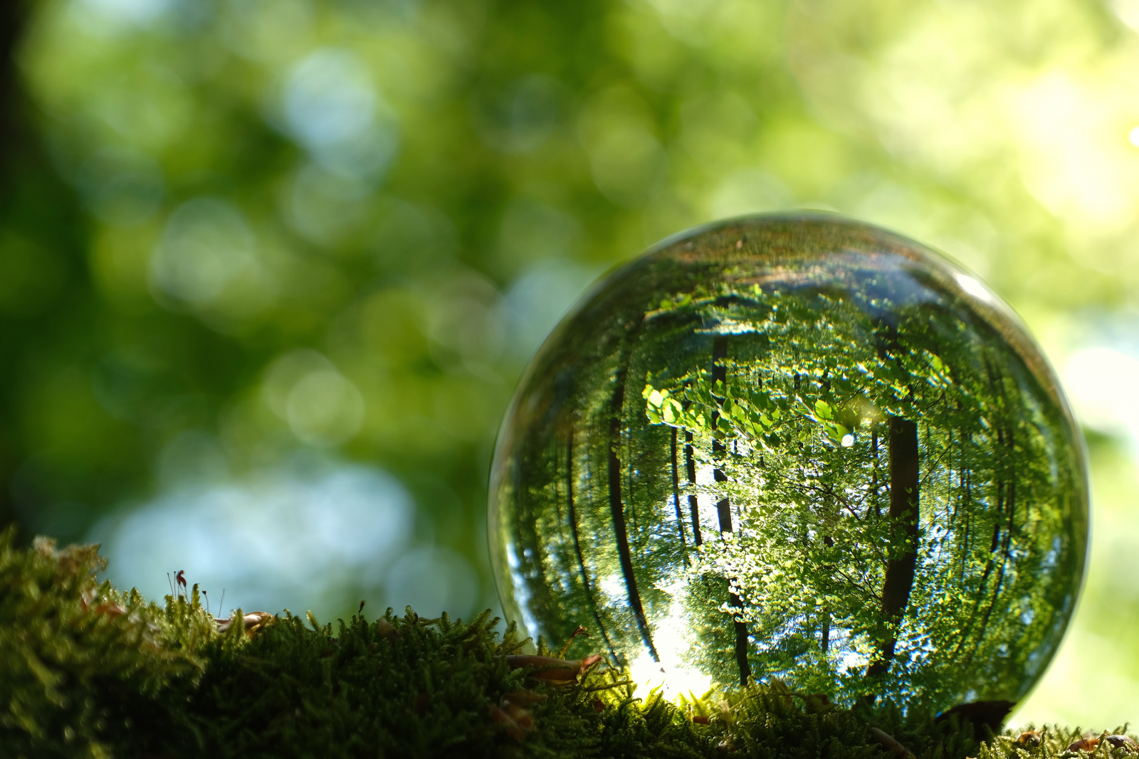 Glaskugel im Wald, grün