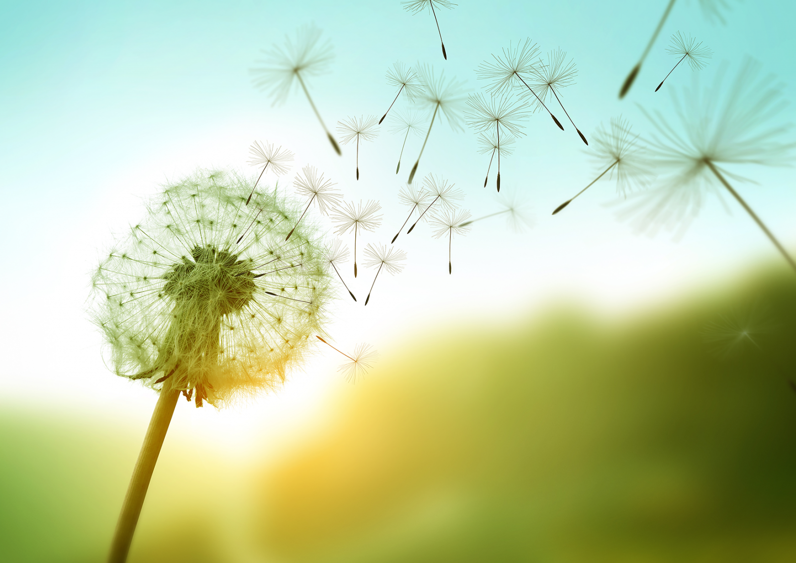 Pusteblume mit fliegenden Samen Richtung Himmel