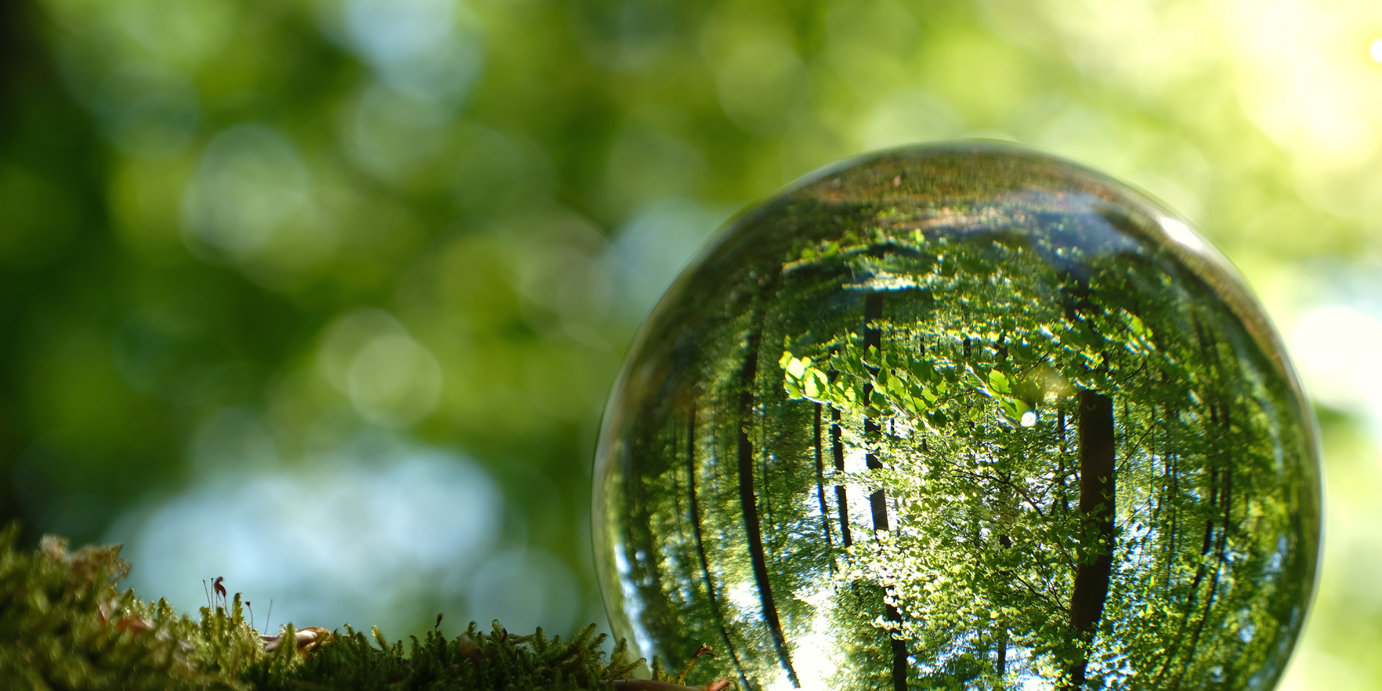 Glaskugel im Wald, grün