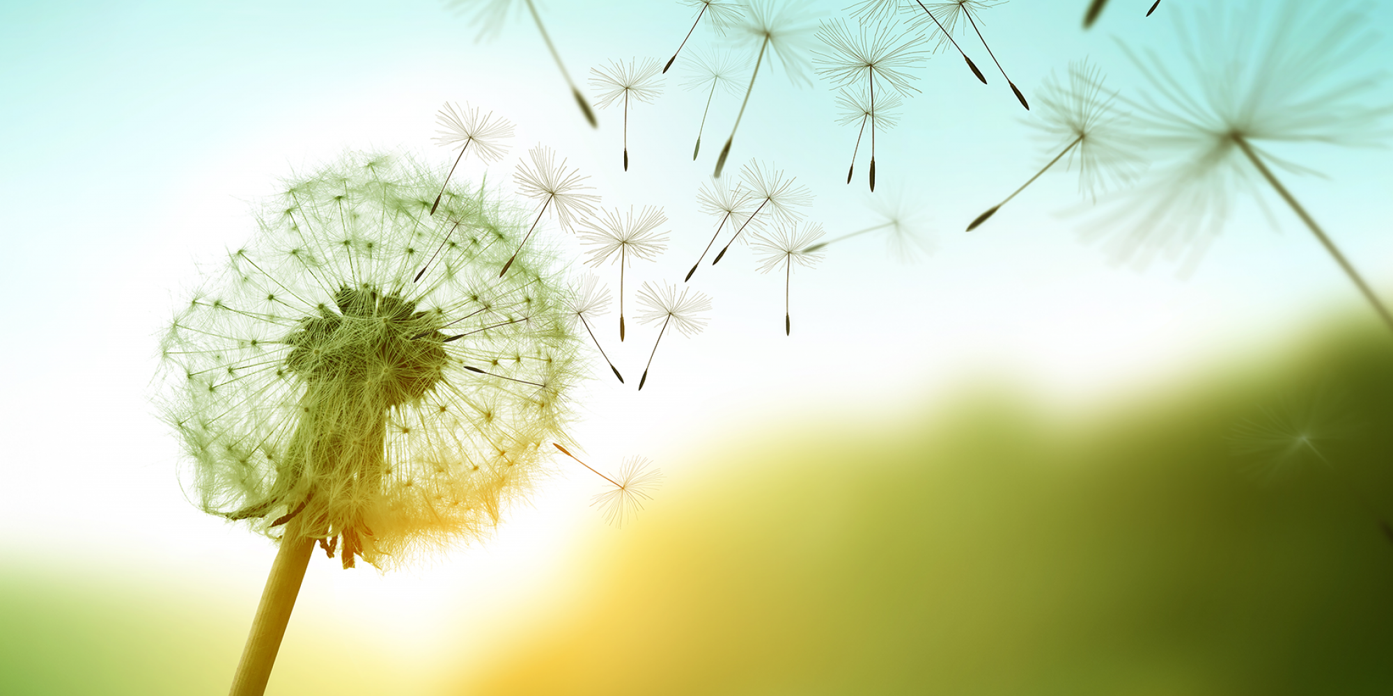 Pusteblume mit fliegenden Samen Richtung Himmel