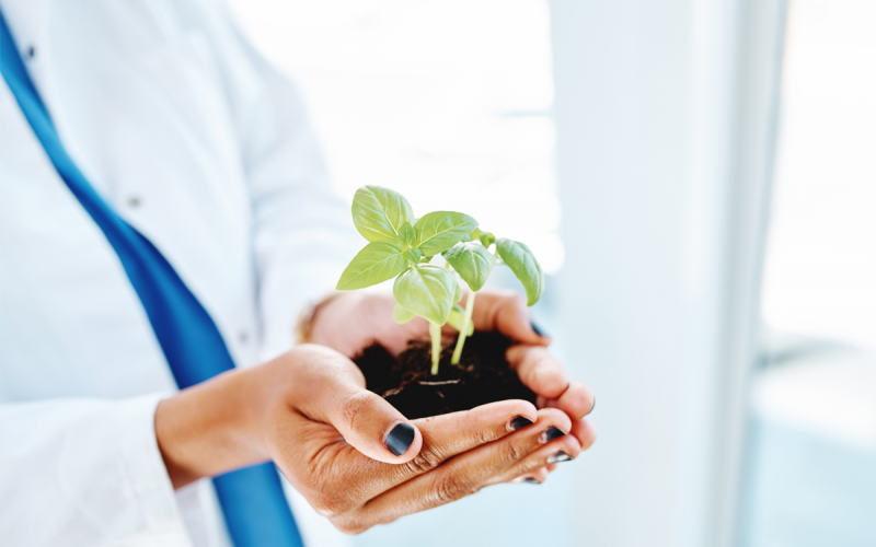 Hände einer Ärztin halten eine Pflanze