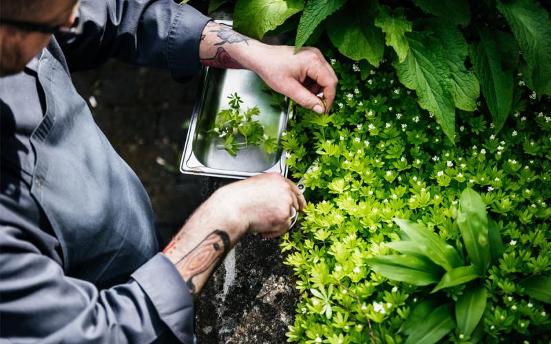 Koch zupft Kräuter aus seinem Kräutergarten